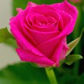 Rosa Bonheur